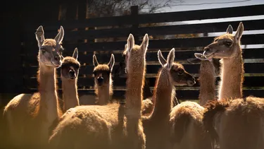 Llegan a Santiago los 16 guanacos que serán la esperanza para que la especie vuelva a poblar la Región Metropolitana