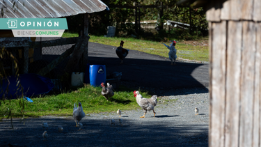 El Desconcierto | Bienes comunes ruralidad e1696696737784.png