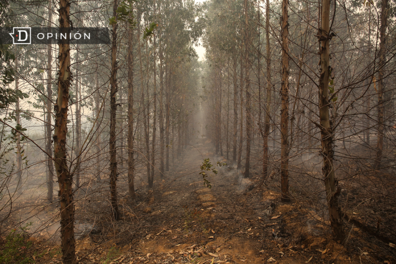 Bosque e1708266656549.png