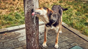 Ad portas de días de calor extremo advierten de graves riesgos para las mascotas
