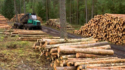 Industria forestal Chile.