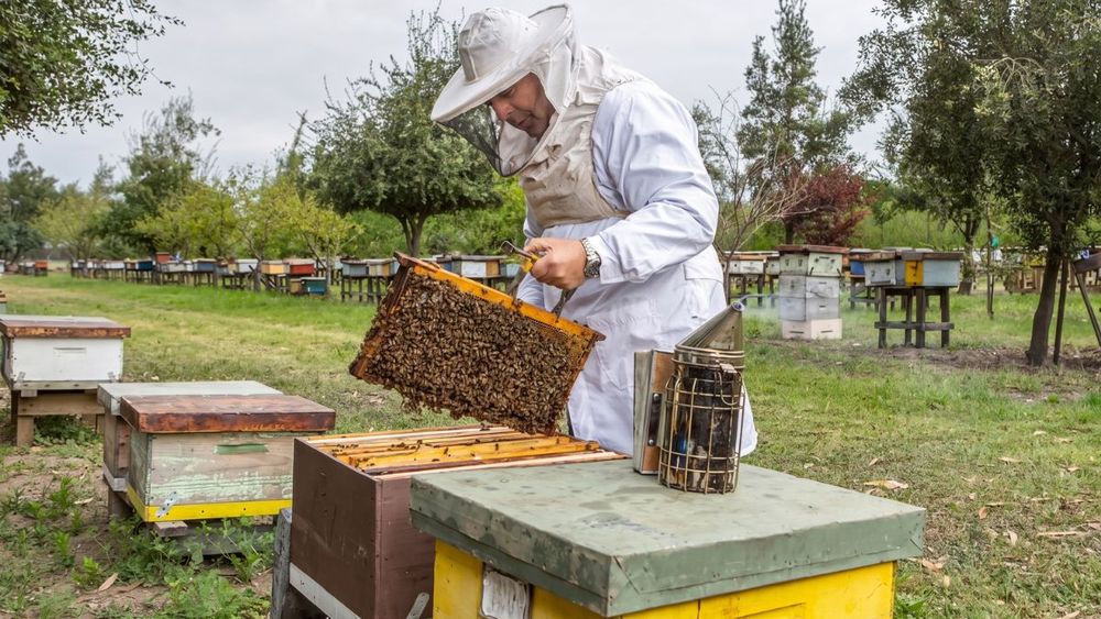 La apicultura sustentable&nbsp;busca proteger la flora nativa de la sequía y otros factores, para garantizar comercio justo para miles de pequeños productores.
