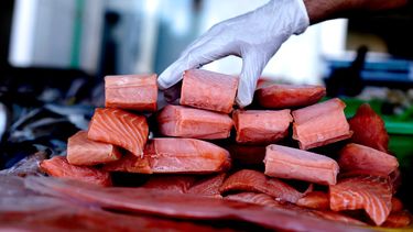 El Desconcierto | salmon.jpg