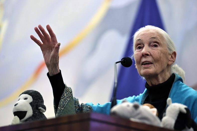 2900 jane goodall.jpg