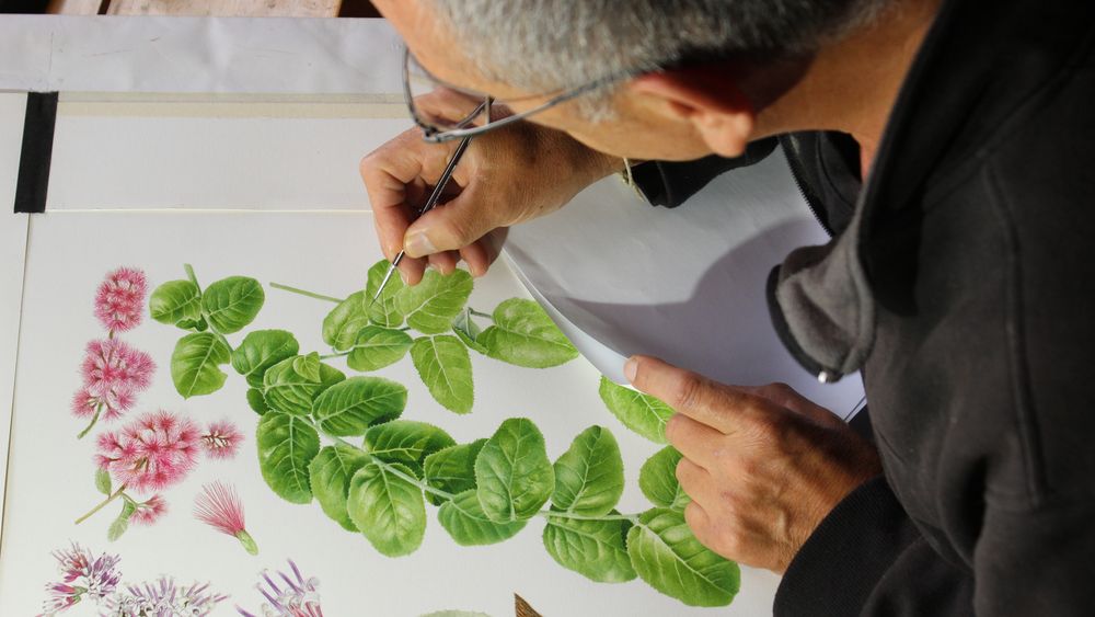 Francisco Ramos ilustrando una Parrilla blanca (Proustia pyrifolia) - Libro sobre plantas nativas de Chile