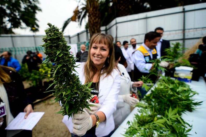 Cosecha marihuana 3 A1 1.jpg