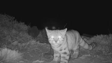 Gato andino en el Cajón del Maipo.&nbsp;