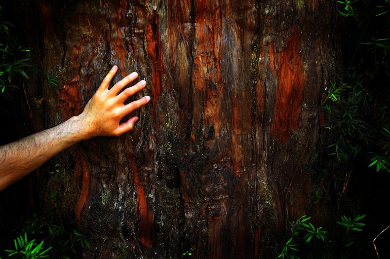Naturaleza y salud.jpg