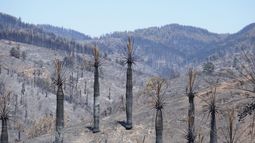 Palmar nativo de 300 hectáreas se quemó en Viña y vecinos no tienen permiso para restaurarlo
