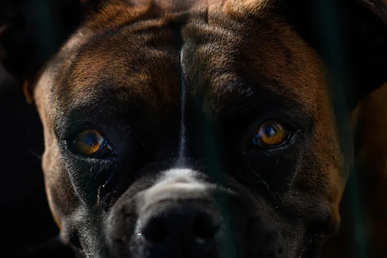 mujer fue mordida por perros en domicilio de su empleador suprema confirma que el dueno debera pagarle 15 millones.webp
