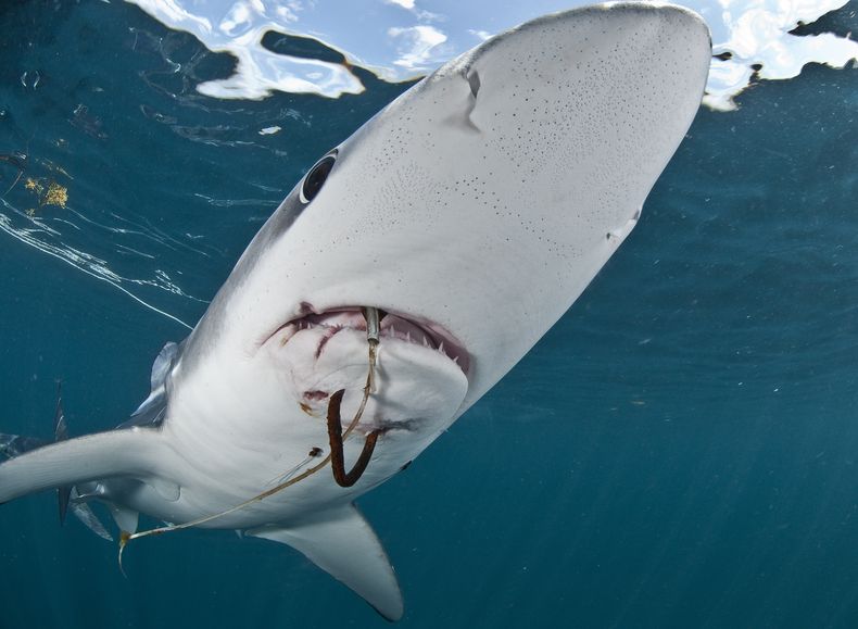 tiburon pesca.jpg