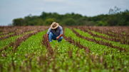 Alza de combustibles y fertilizantes impacta a la agricultura en Chile. Alza de combustibles y fertilizantes impacta a la agricultura en Chile.