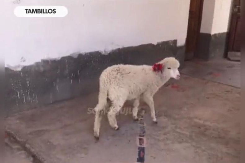 video esa es tu mascota nino llevo a su oveja a la escuela para no dejarla sola.jpeg