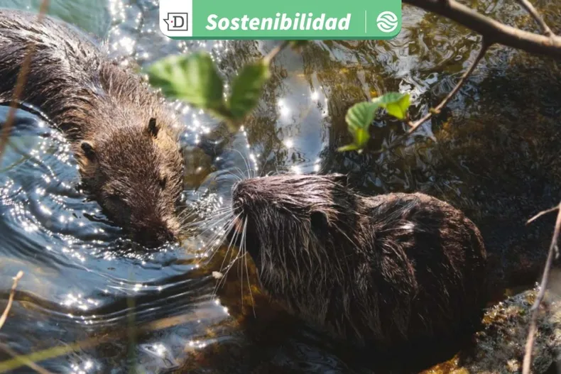 28463 diseno sin titulo 2026 01 08t154155.webp