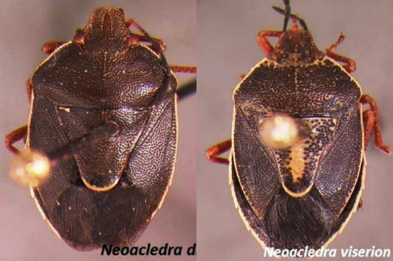 neoacledra.png