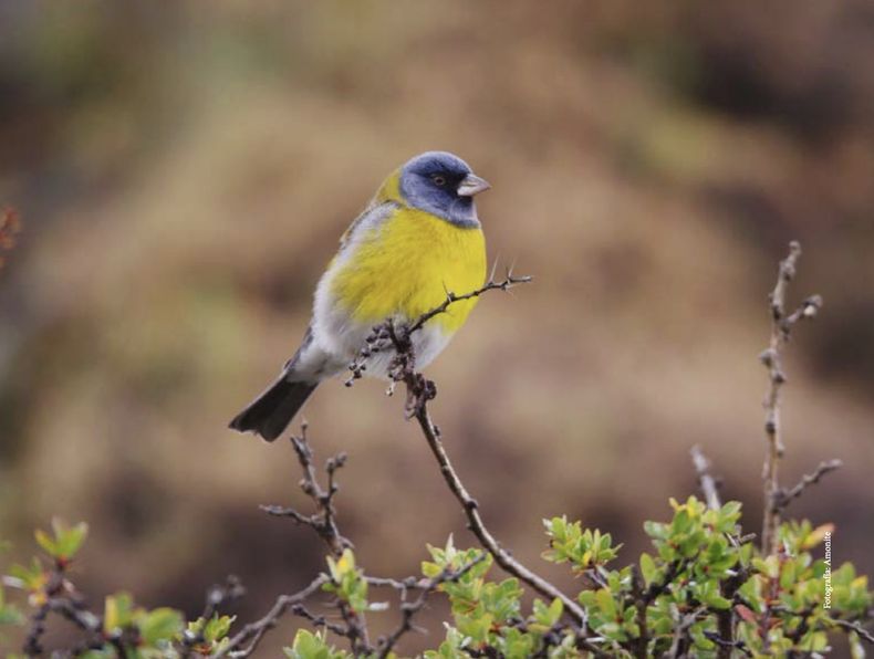 Cometocino patagónico. Marcos Aguilar.&nbsp;