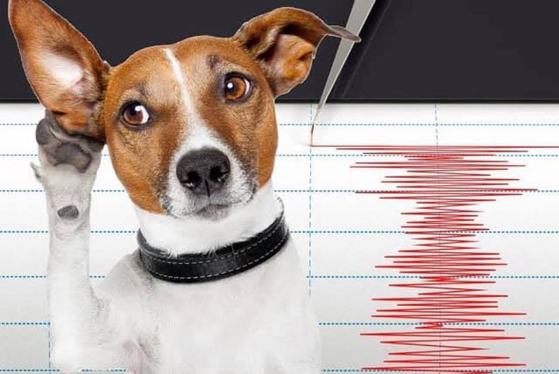 Animales terremoto.jpg