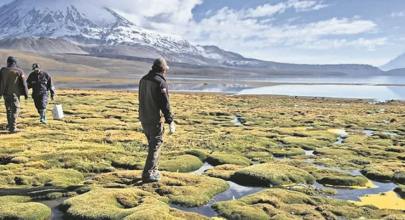 derrame en lago chungara conaf confirma fauna muerta 80 aves en riesgo y advierte recuperacion de hasta cinco anos.webp