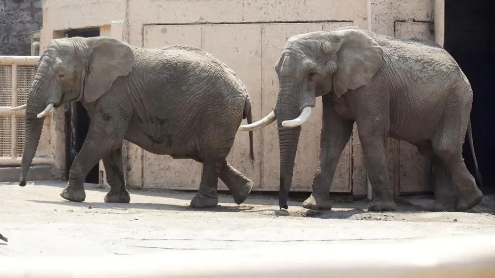 Protea y Jumbo: Los elefantes que esperan la gestión del presidente Boric para viajar a Brasil y vivir en libertad