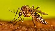 alerta por aparicion de mosquito que transmite el dengue en santiago: ¿que es la fiebre amarilla y como prevenirla?