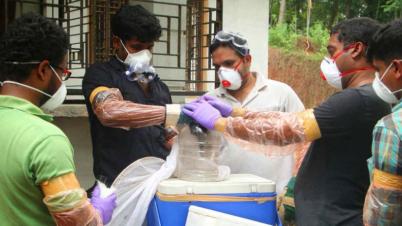 virus nipah.jpg