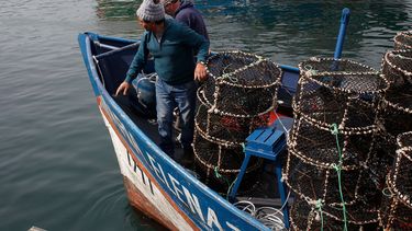 Subsecretaría de Pesca confirma aumento de desembarcos en Chile: El mayor de los últimos cinco años