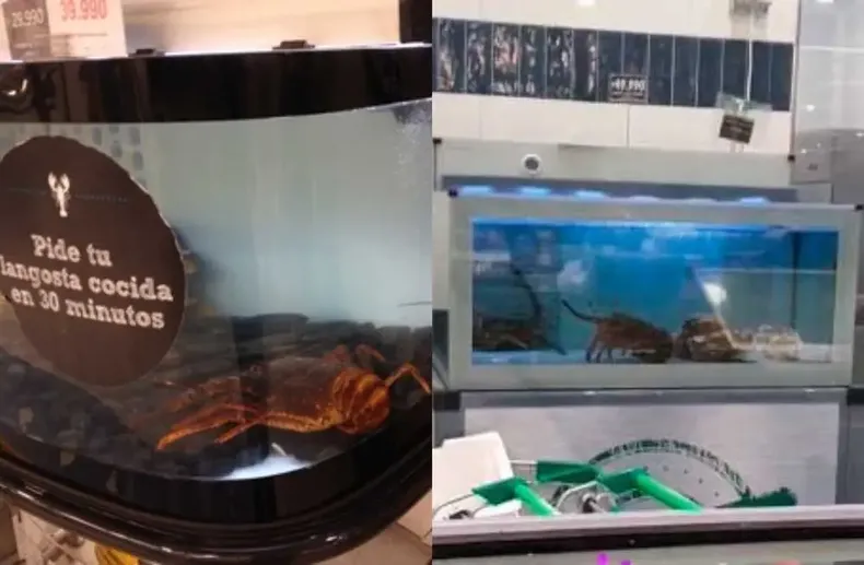 24616 langostas jumbo.webp