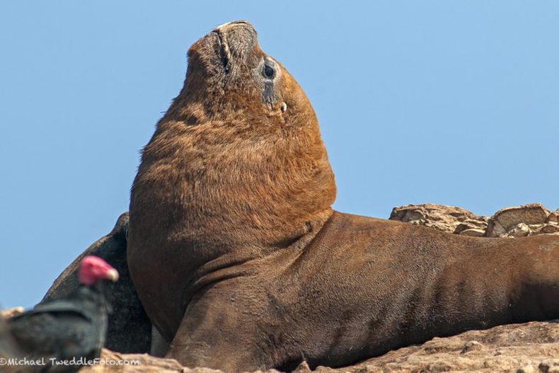 mtr_3920_lobo_macho_adulto_islas_palomino foto_michael_tweddle 768x512 1.jpg