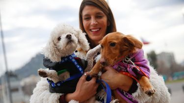 Minsal retrocede en polémica propuesta que limitaba el número de mascotas de acuerdo al tamaño de la casa