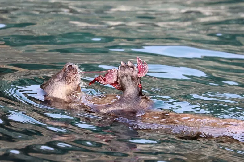 11456 a uno 1340245 1.webp