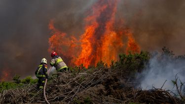Conaf revela que 30% de los incendios ocurridos entre agosto y enero fueron intencionales