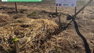 De residuos salmoneros a fertilizante: Científicos crean una solución nutritiva económica para la agricultura familiar
