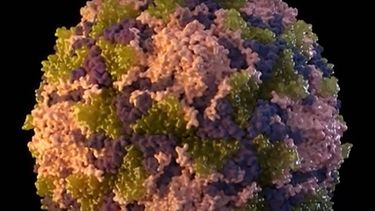 EE.UU. detecta el primer caso de polio en una década