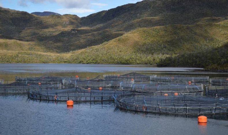 salmones cultivo nova austral 1 1024x681_.jpg