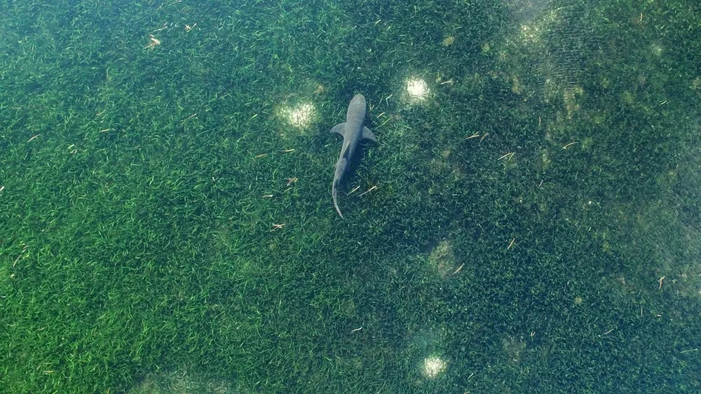 Excavadoras masivas que extraen metales preciosos del fondo del océano amenazan pradera marina del tamaño de Suiza