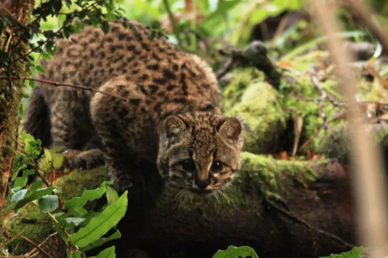 25259 diseno sin titulo 2025 11 04t170611.webp