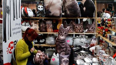 Adopciones, charlas, artículos felinos y más: GatoFest9 llega al Centro Cultural La Moneda con entrada liberada