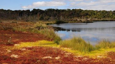 Expansión eléctrica en Chiloé que amenaza las reservas de agua de la isla: las turberas