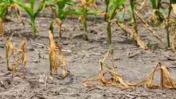 Aún no sabemos si las plantas podrán adaptarse al cambio climático