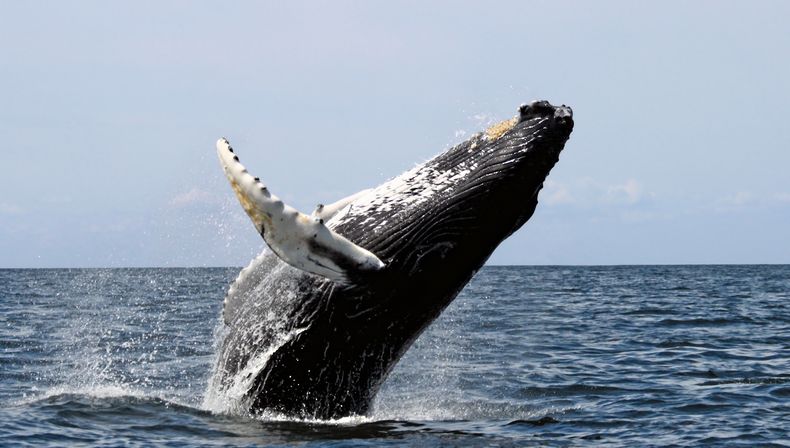 ballena.jpg
