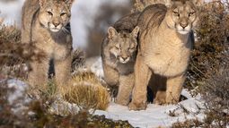 Conoce el autodidacta oficio de los avistadores de pumas en Torres del Paine