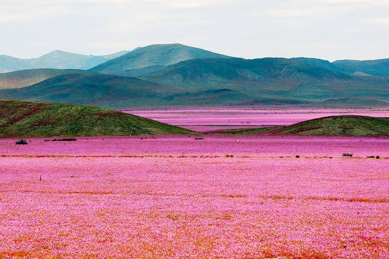 desierto florido 1.jpeg