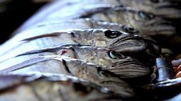 Sobreexplotación amenaza la pesca de merluza austral.&nbsp;