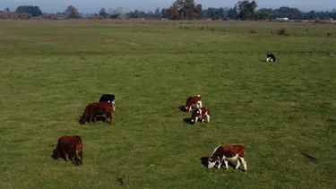 Propietario cerró fundo a ganadero arrendatario y le expulsó rebaño de 100 vacas: Suprema ordenó devolver terreno y ganado