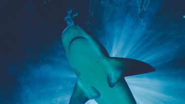 Encuentran cuerpo de joven extraviado en playa argentina dentro de tiburón