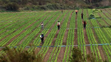 Desempleo en Chile sigue a la baja y se ubica en 8,7% en el trimestre mayo-julio