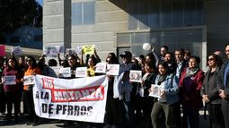 Acusan a funcionario PDI: Ingresan querella por muerte de perro comunitario del Hospital de Quilpué