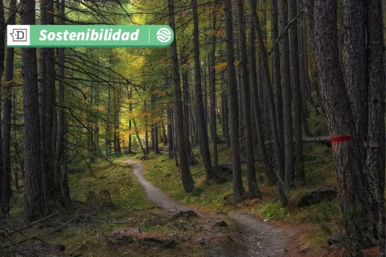 15639 diseno sin titulo 2025 05 13t104228.webp