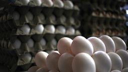 SAG incauta 72 mil huevos de gallina ingresados clandestinamente al país en Alto Hospicio