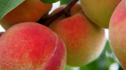 Además de cerezas: China se convierte en primer destino para ciruelas, duraznos y arándanos